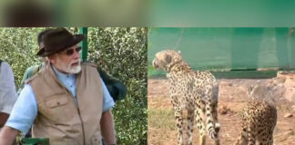 Prime Minister Narendra Modi releases 8 Wild Cheetahs in Kuno National Park on his birthday