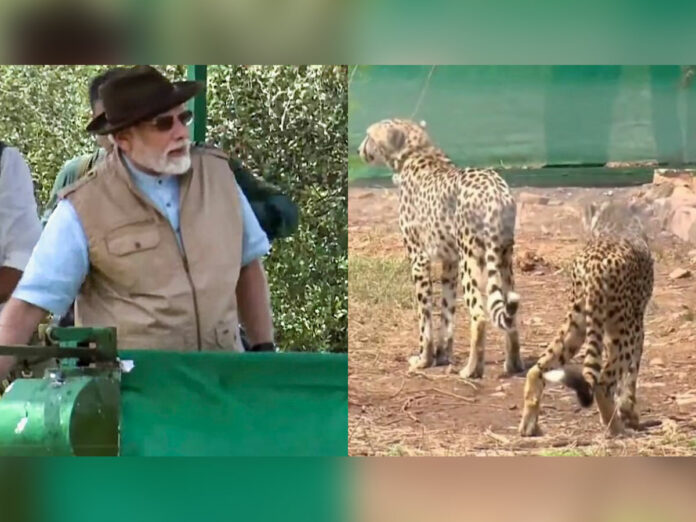 Prime Minister Narendra Modi releases 8 Wild Cheetahs in Kuno National Park on his birthday