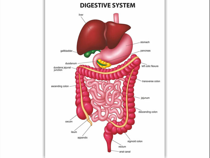 Here's what we have to do to have a good digestive system
