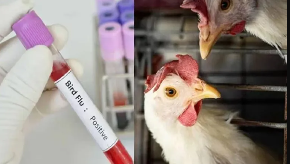 Bird Flu Outbreak in Andhra Pradesh: First human case reported in Eluru