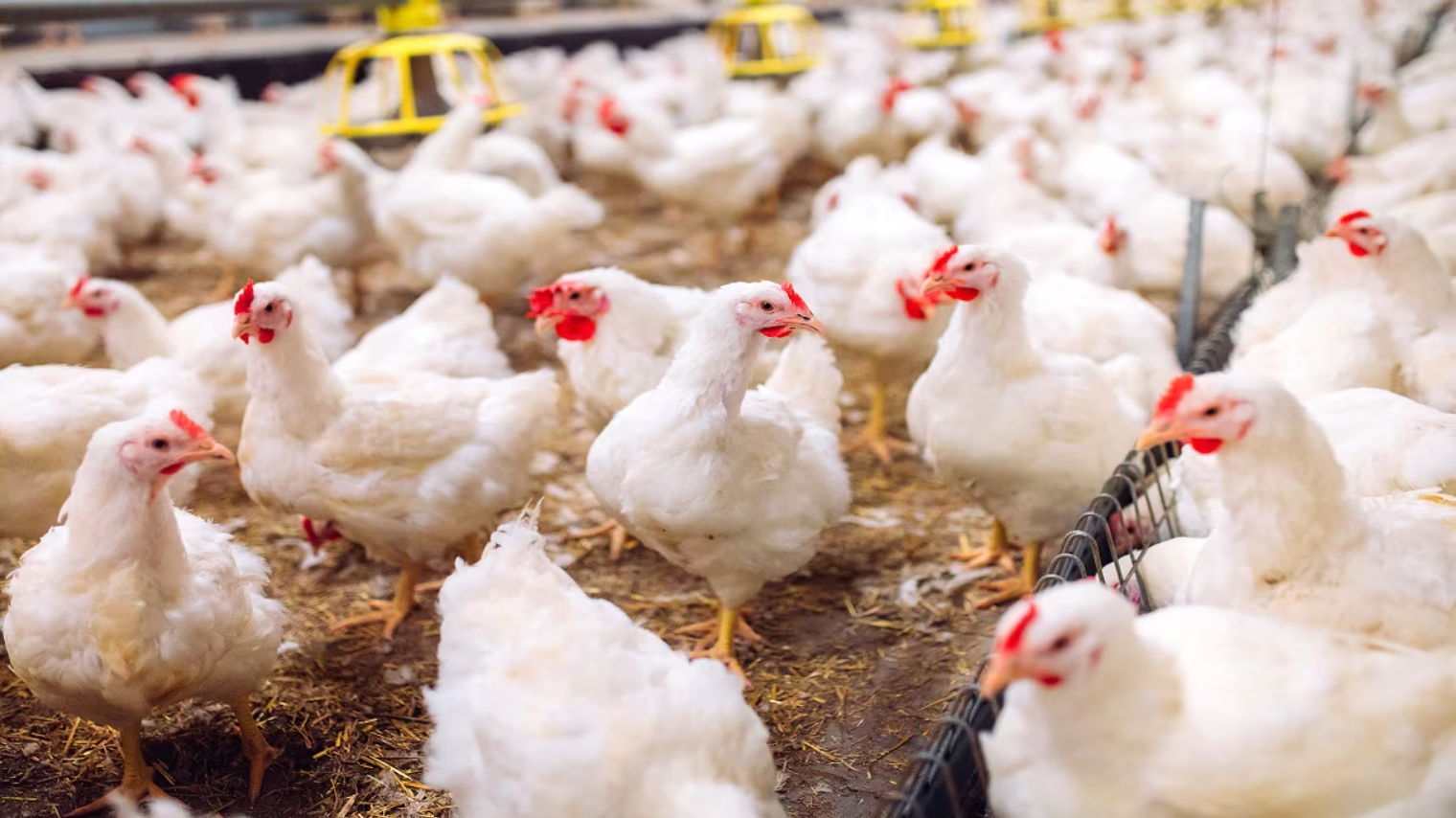 No bird flu cases in Visakhapatnam, poultry safe for consumption: Officials
