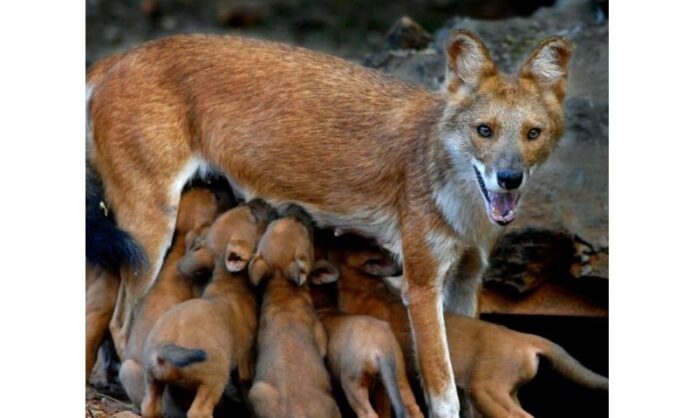 Vizag zoo launches breeding program to save endangered Asiatic wild dogs